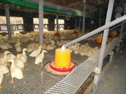 養(yǎng)鴨自動喂料設(shè)備